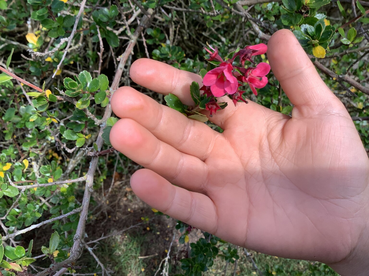 Flower 