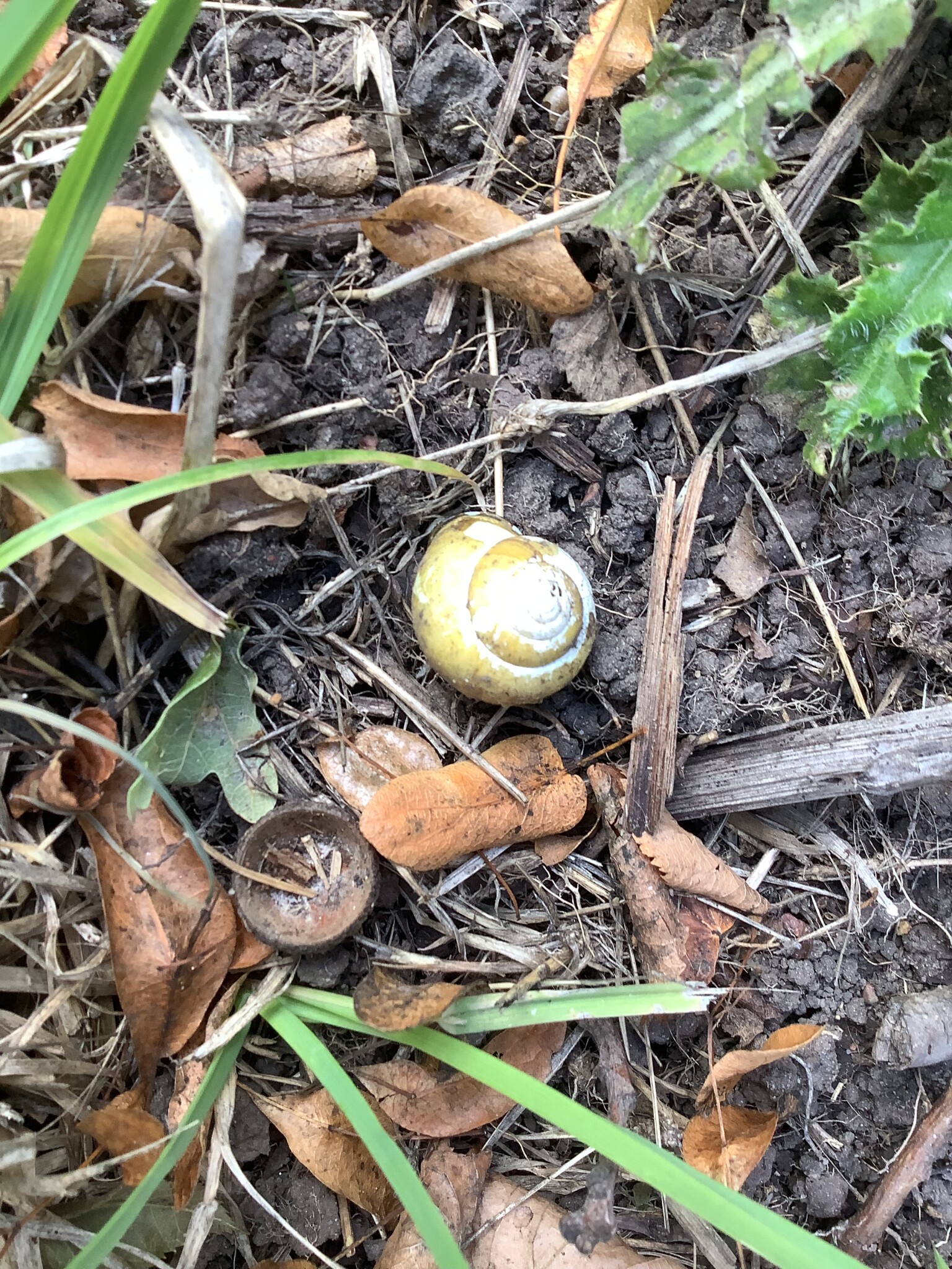 Fungi