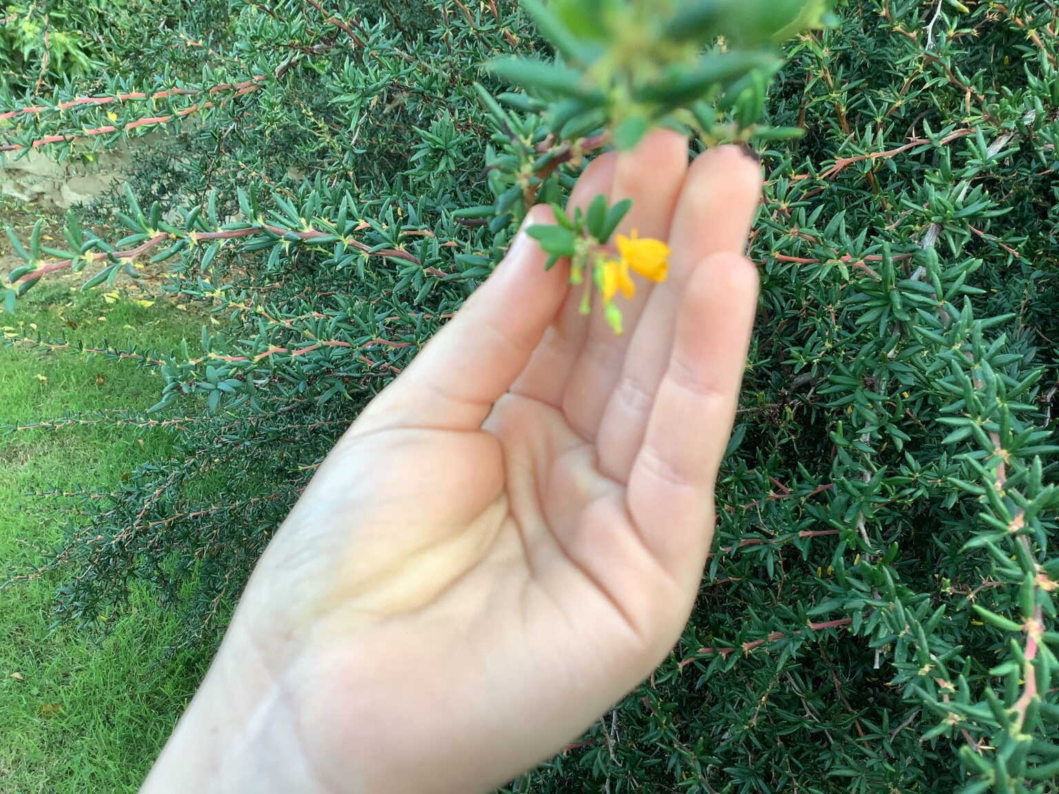 Flower