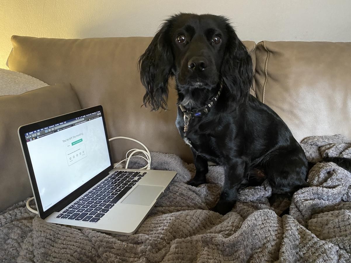 Jess, our Reading Dog remained committed to her role during the recent Lockdowns and heard children read via Google Meet!