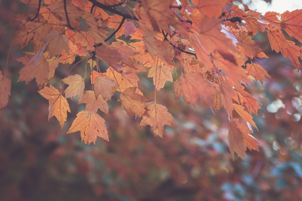 Autumn Term