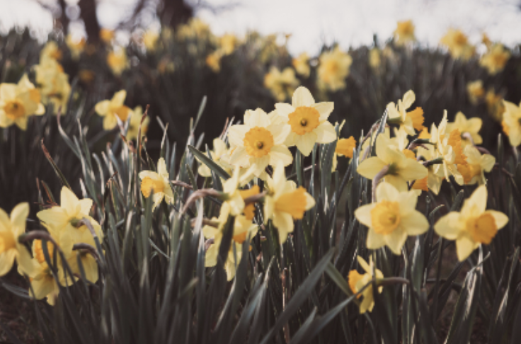 Spring Term