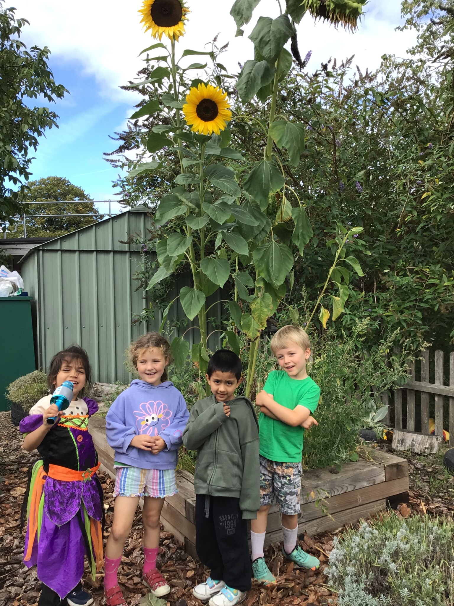 Sunflowers 