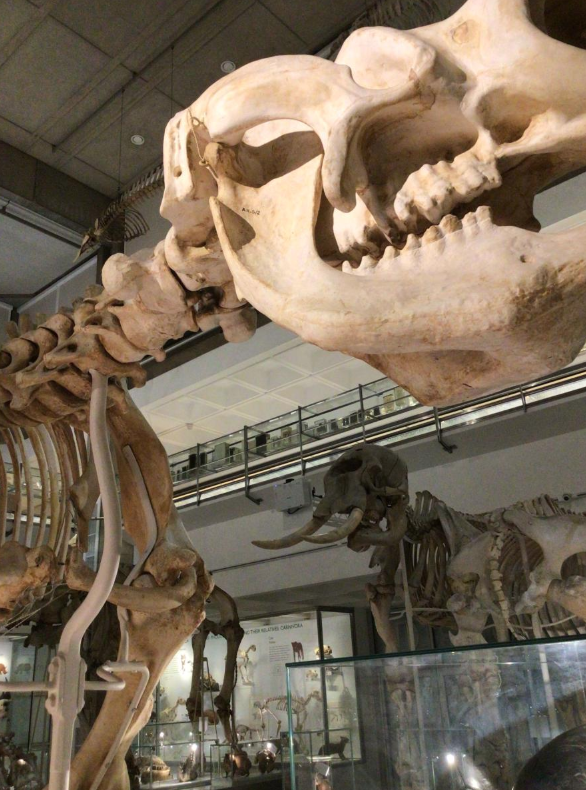 Year 6 visited the Museum of Zoology and the Sedgwick Museum