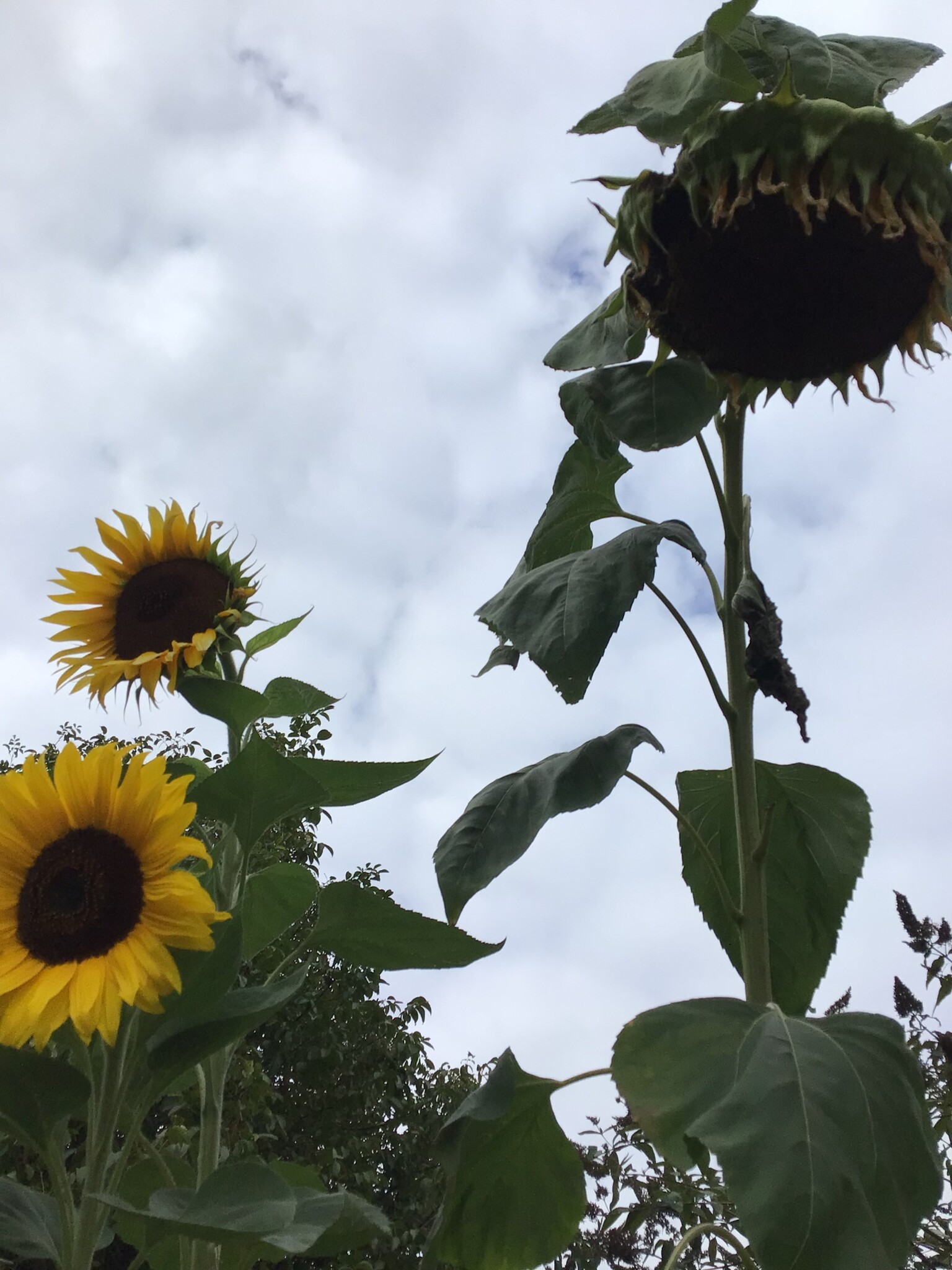 Sunflowers 