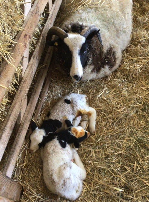 Class 5 Y2 Church Farm Trip