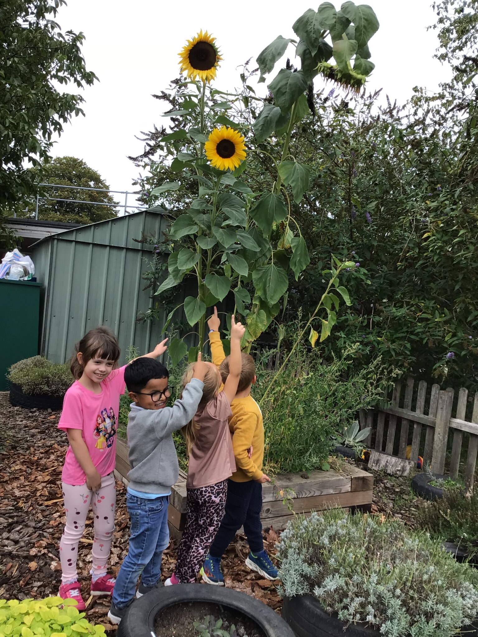 Sunflowers 