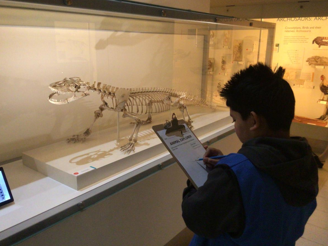 Year 6 visited the Museum of Zoology and the Sedgwick Museum