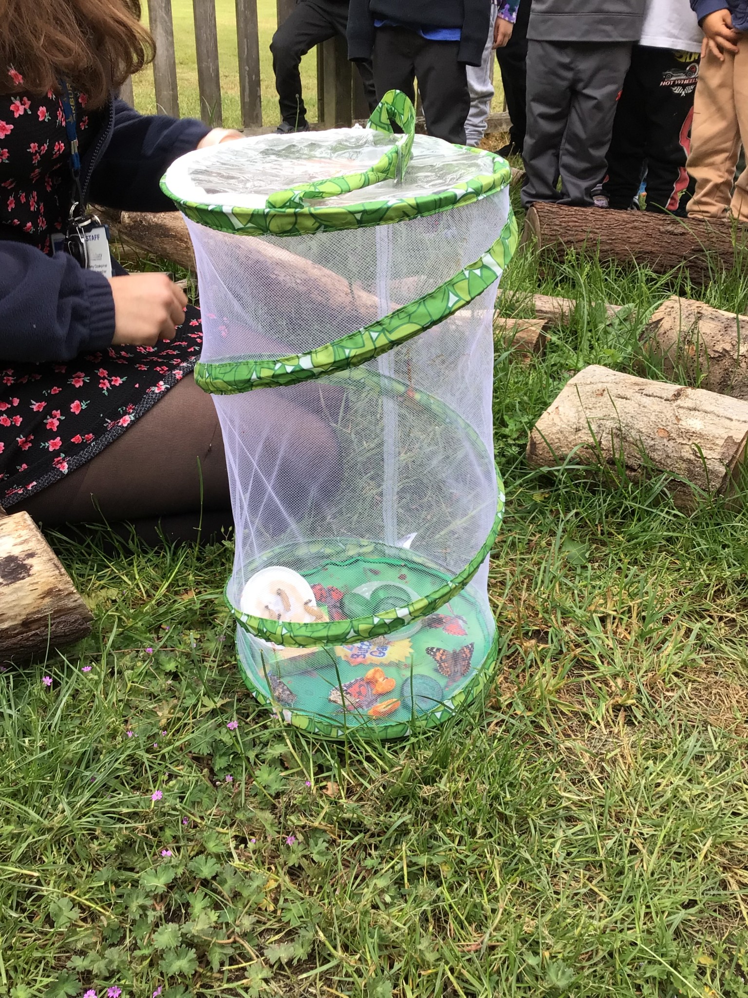 EYFS - Butterfly Release Day! 