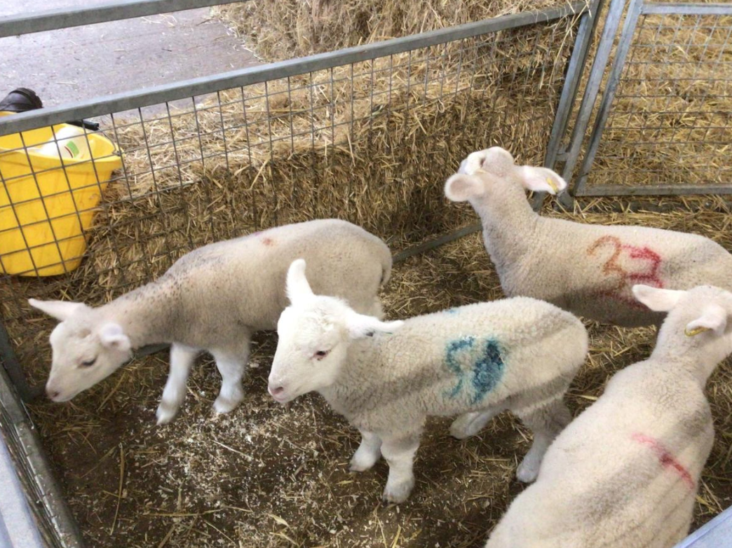 Class 6 Y2 Church Farm Trip