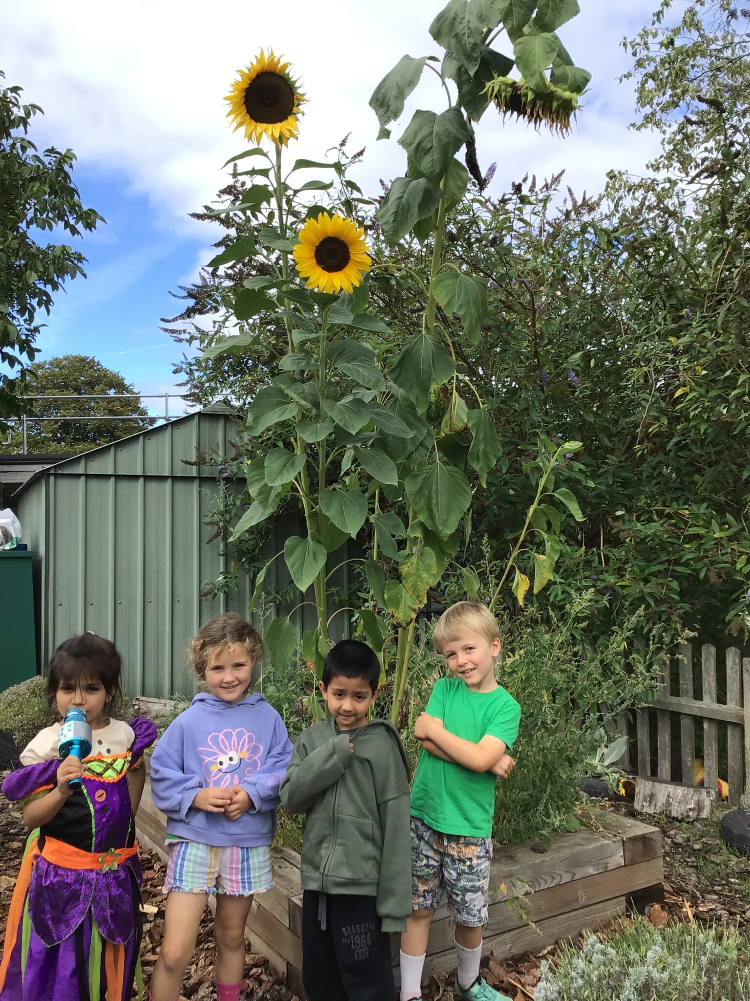 Sunflowers 