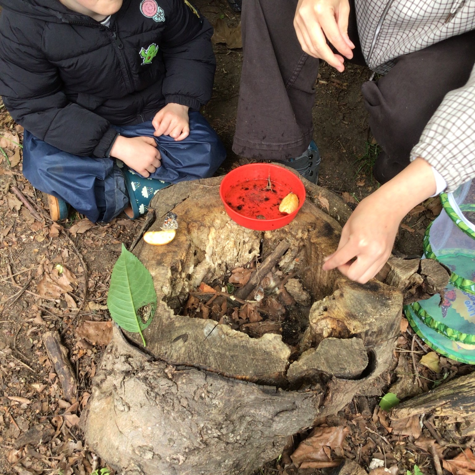EYFS - Butterfly Release Day! 