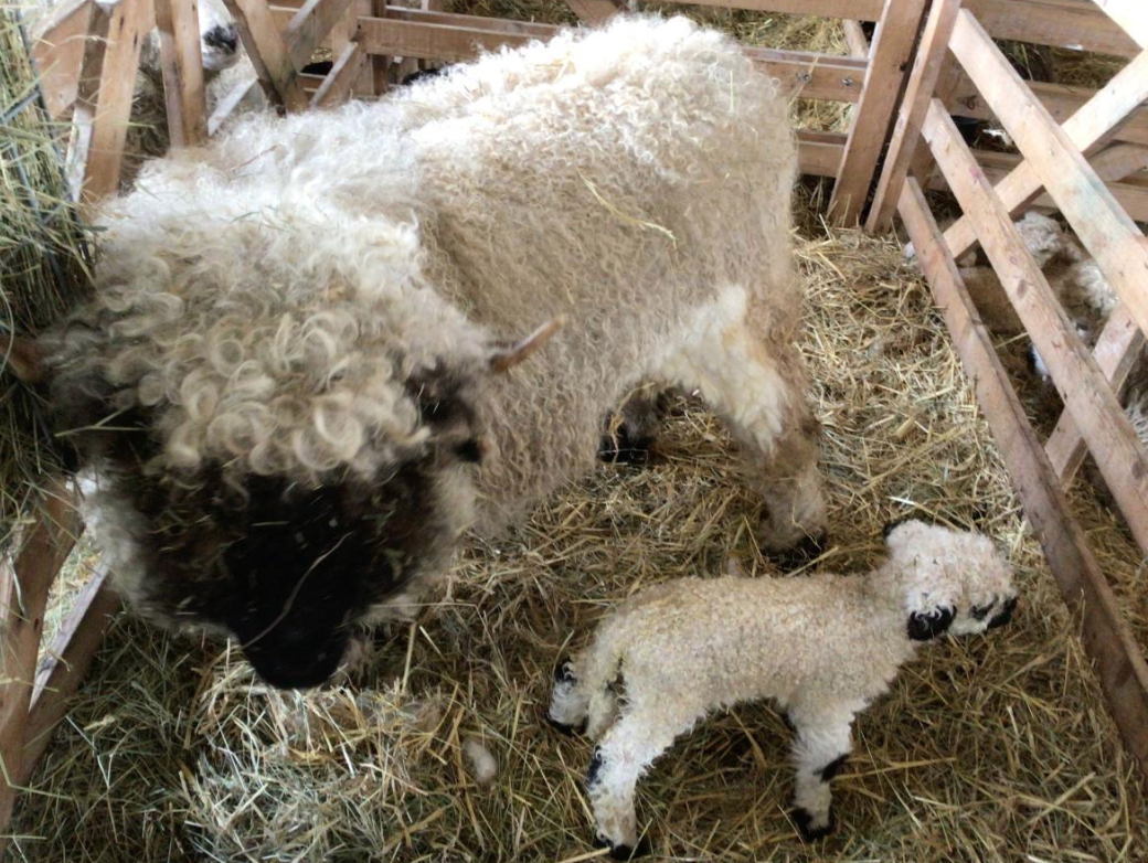 Class 6  Y2 Church Farm Trip
