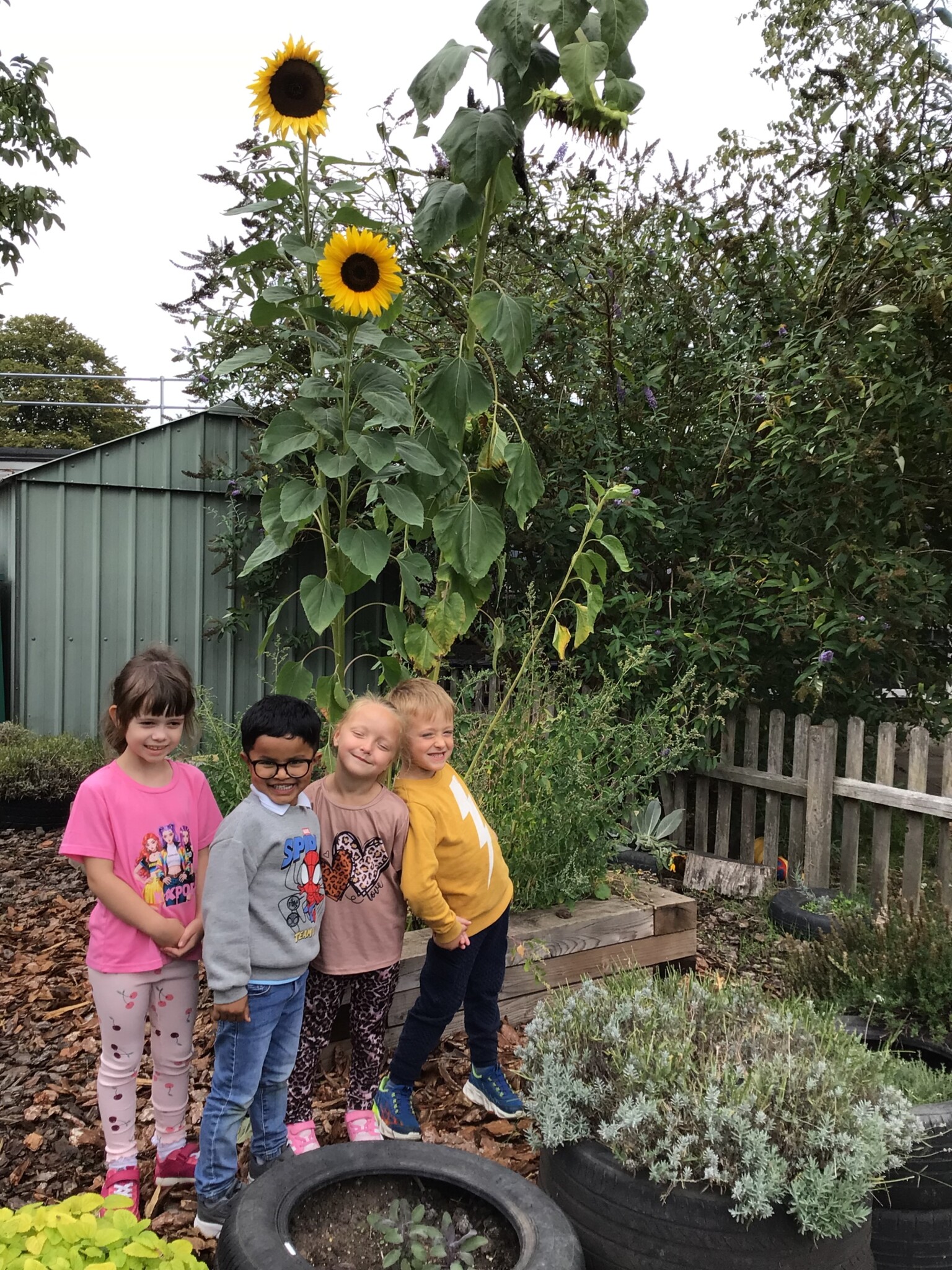 Sunflowers 