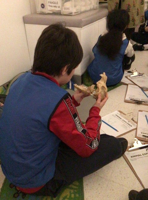 Year 6 visited the Museum of Zoology and the Sedgwick Museum