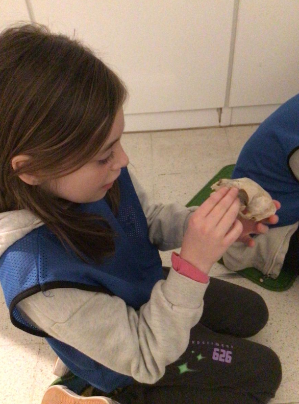 Year 6 visited the Museum of Zoology and the Sedgwick Museum