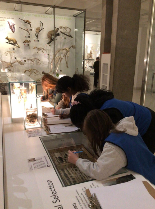 Year 6 visited the Museum of Zoology and the Sedgwick Museum