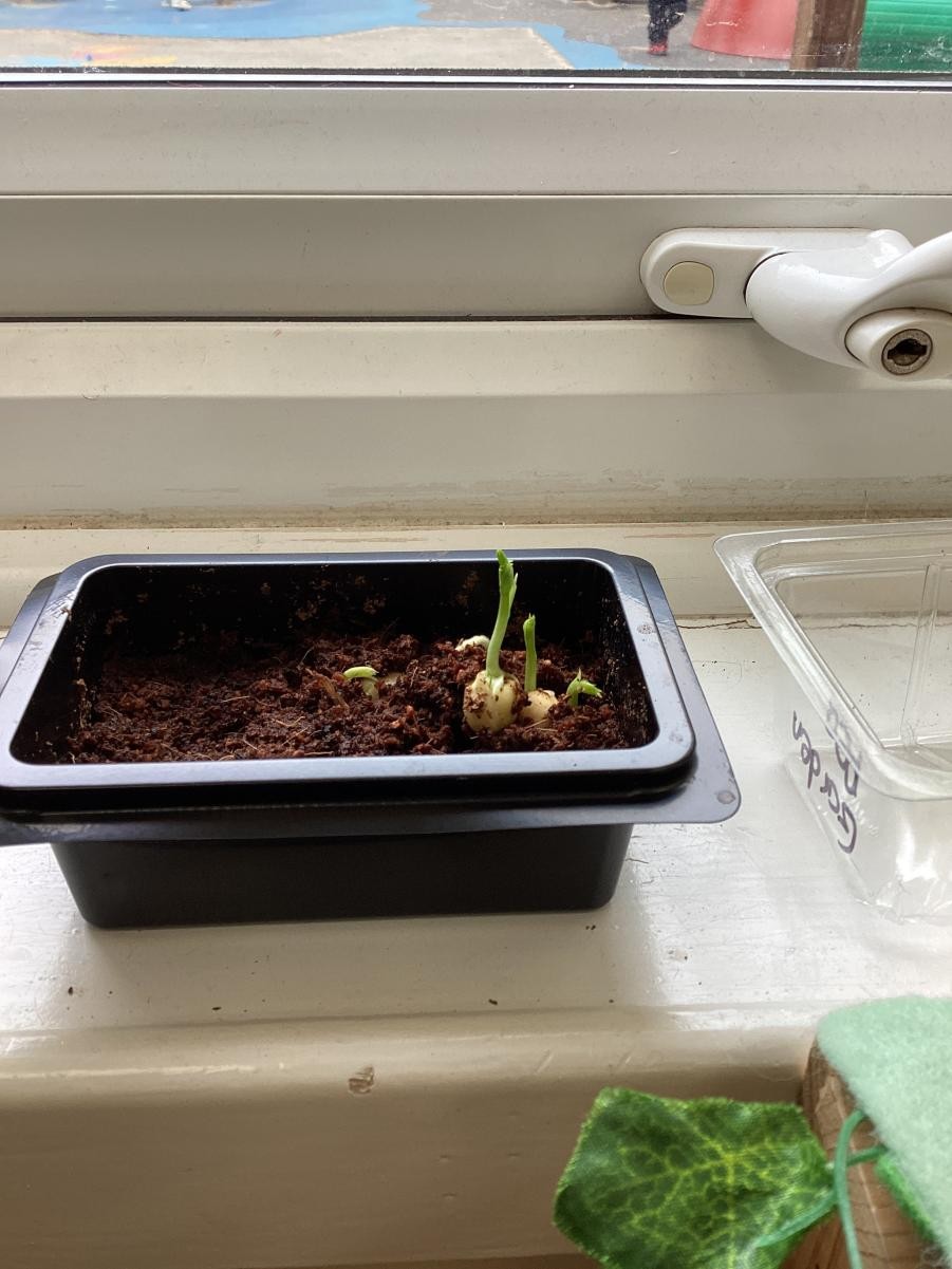 Mini greenhouse garden peas.