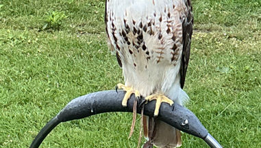 hawk