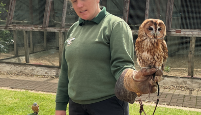 owl