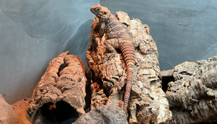 reptile
