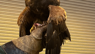 hawk