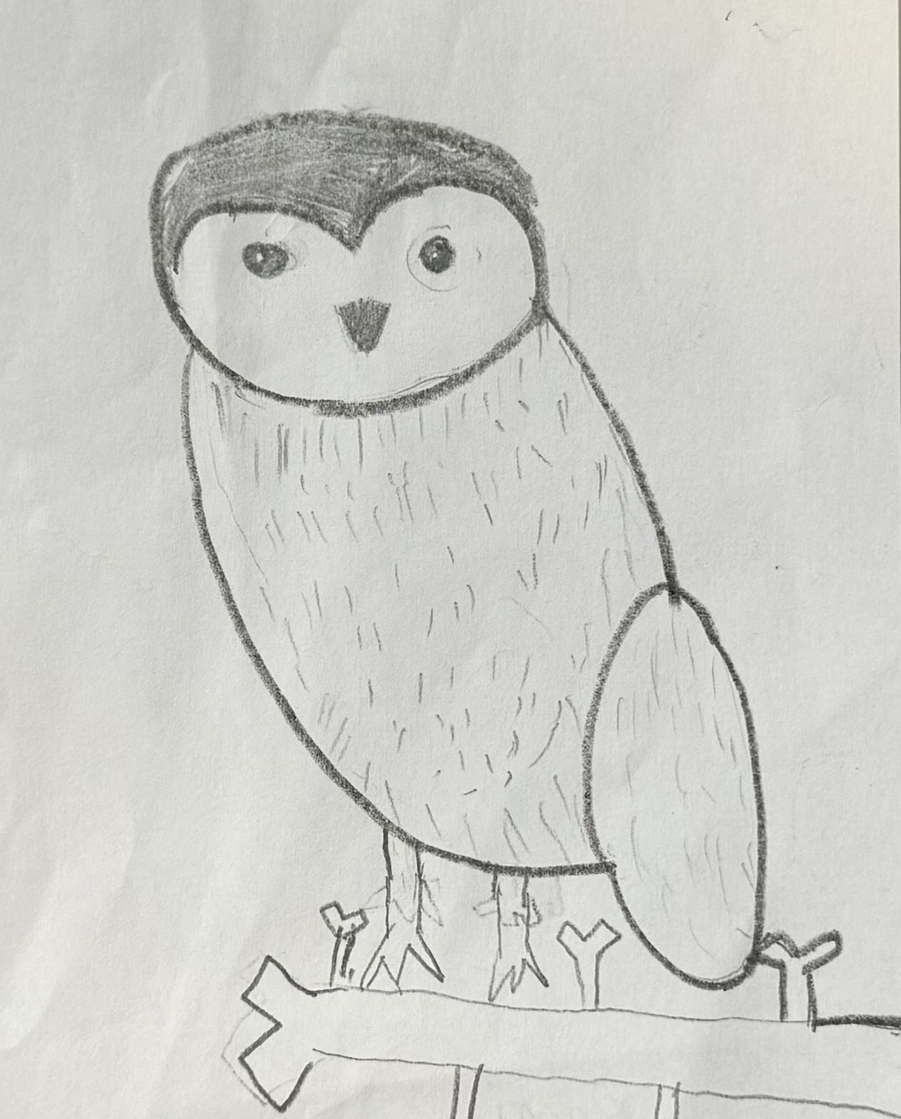 Owls