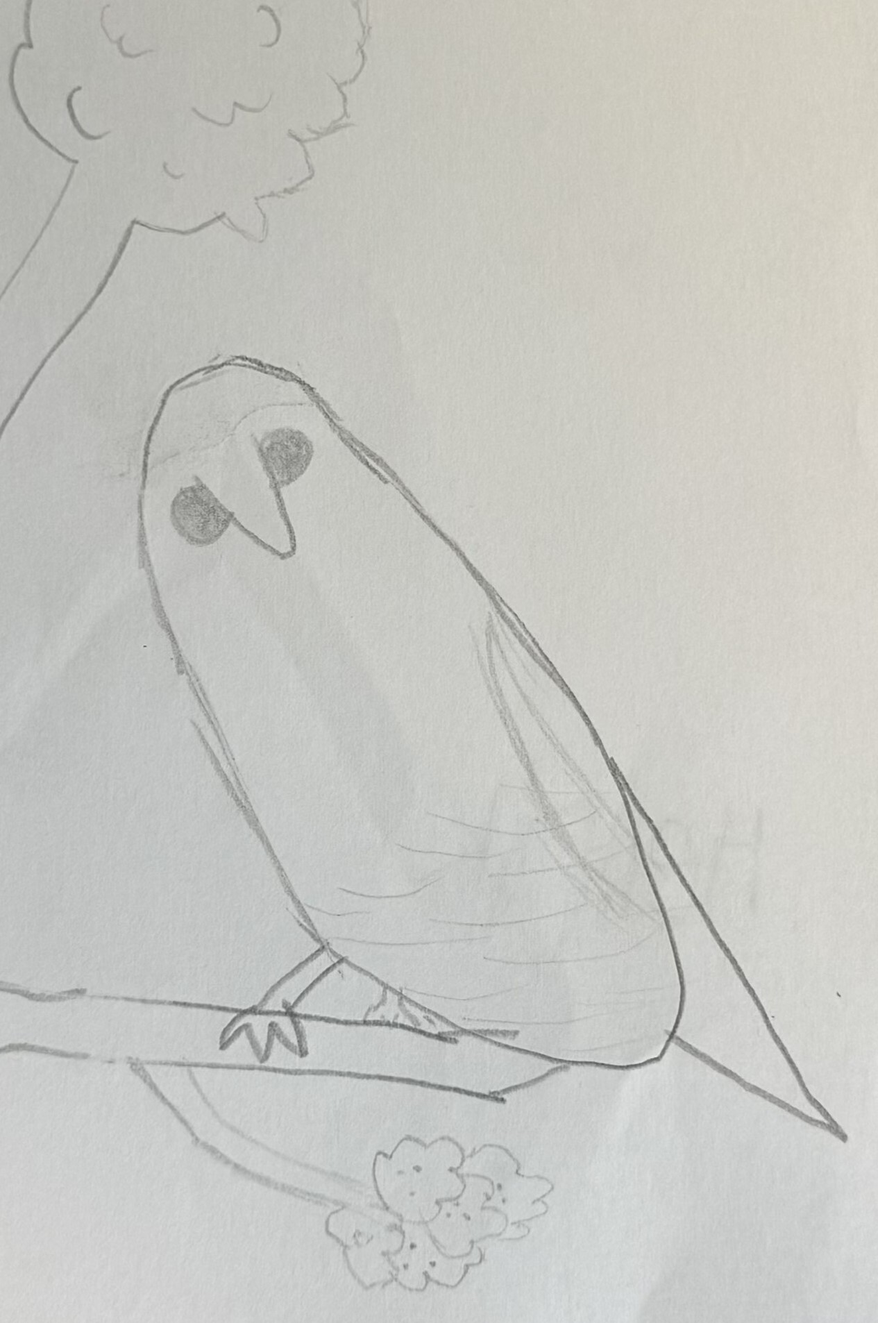 Owls