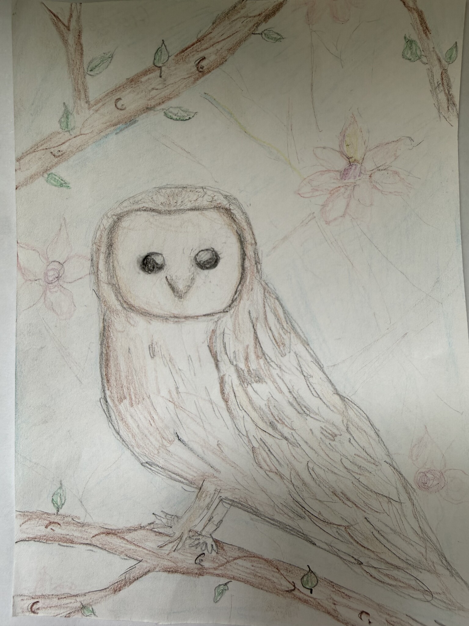 Owls