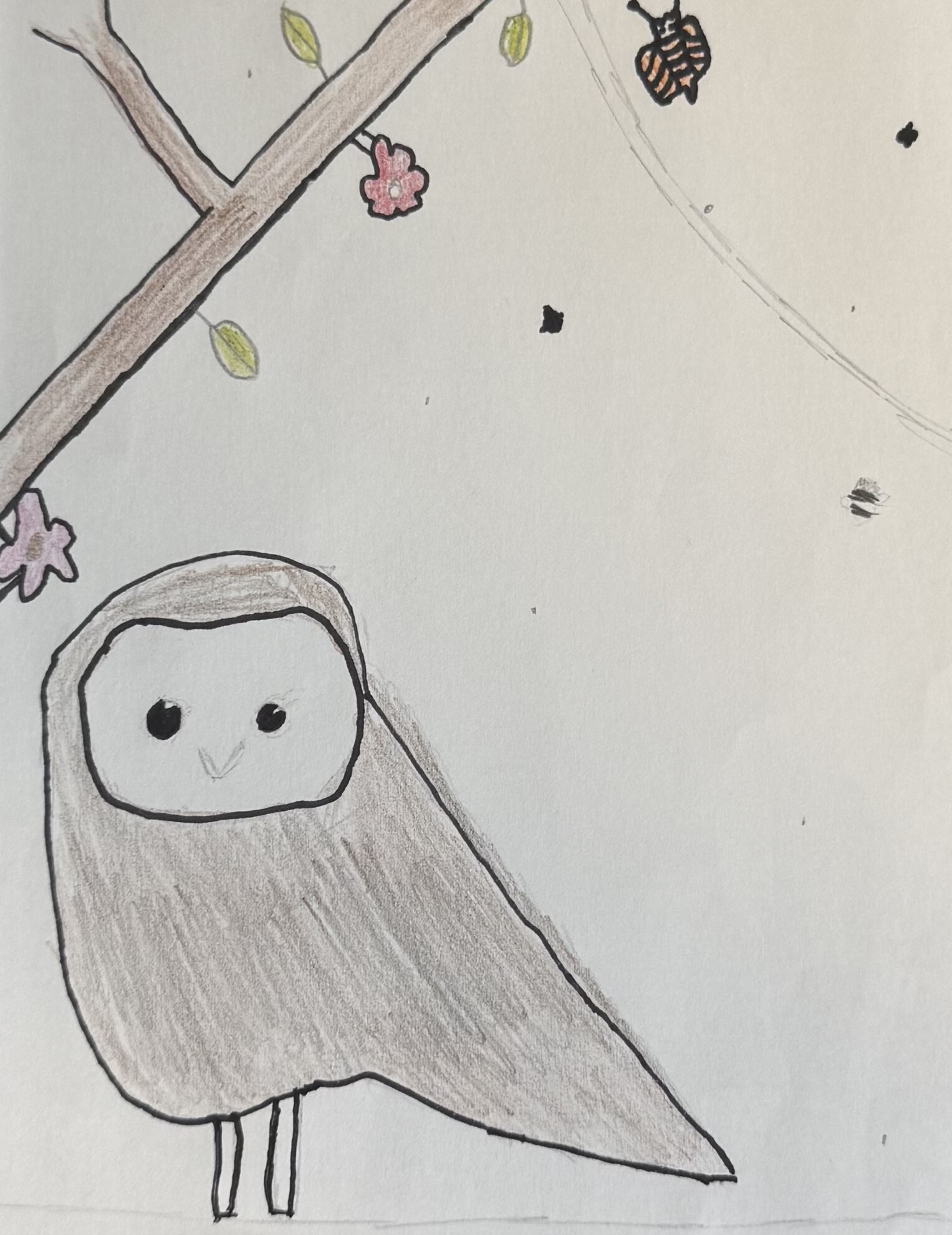 Owls