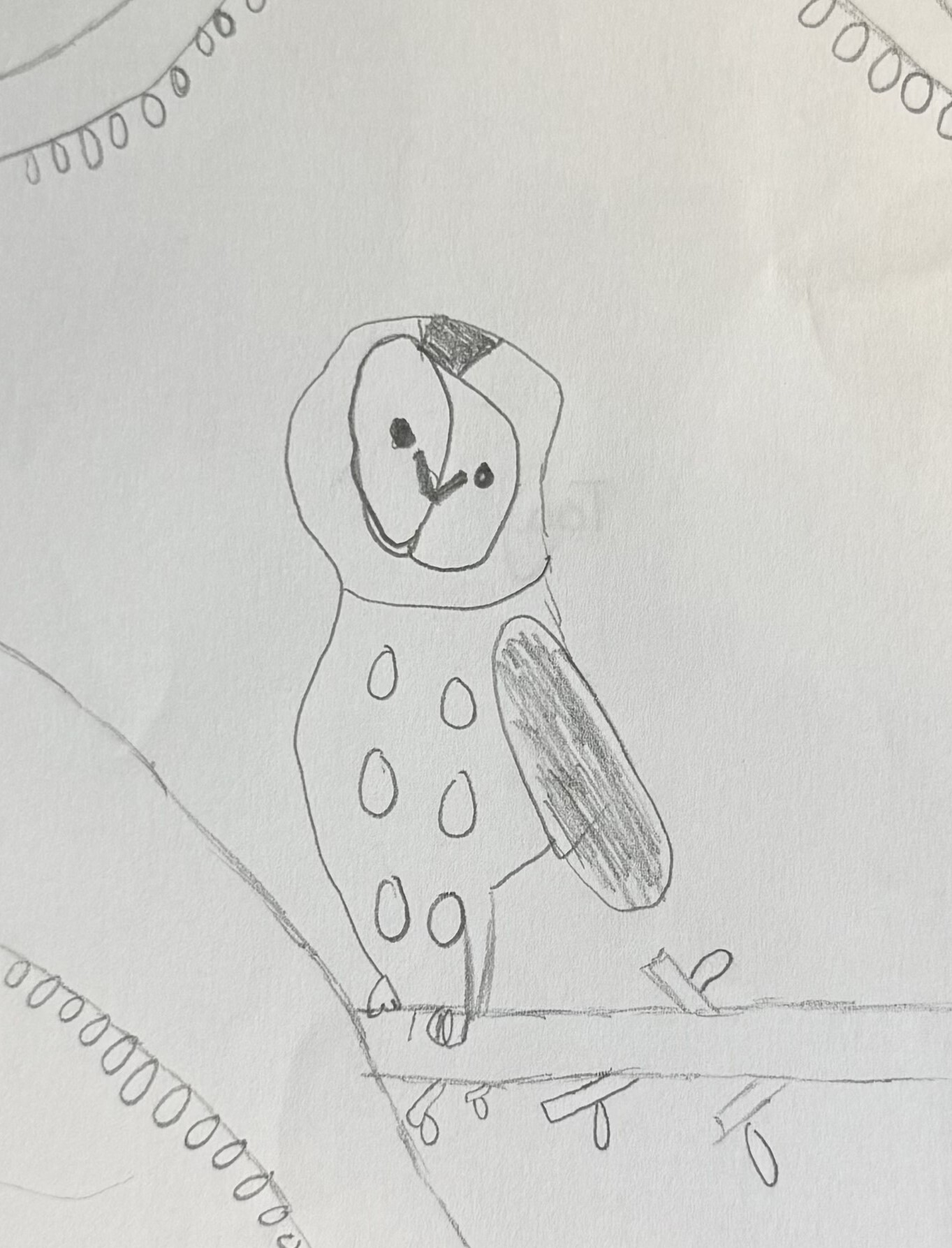 Owls