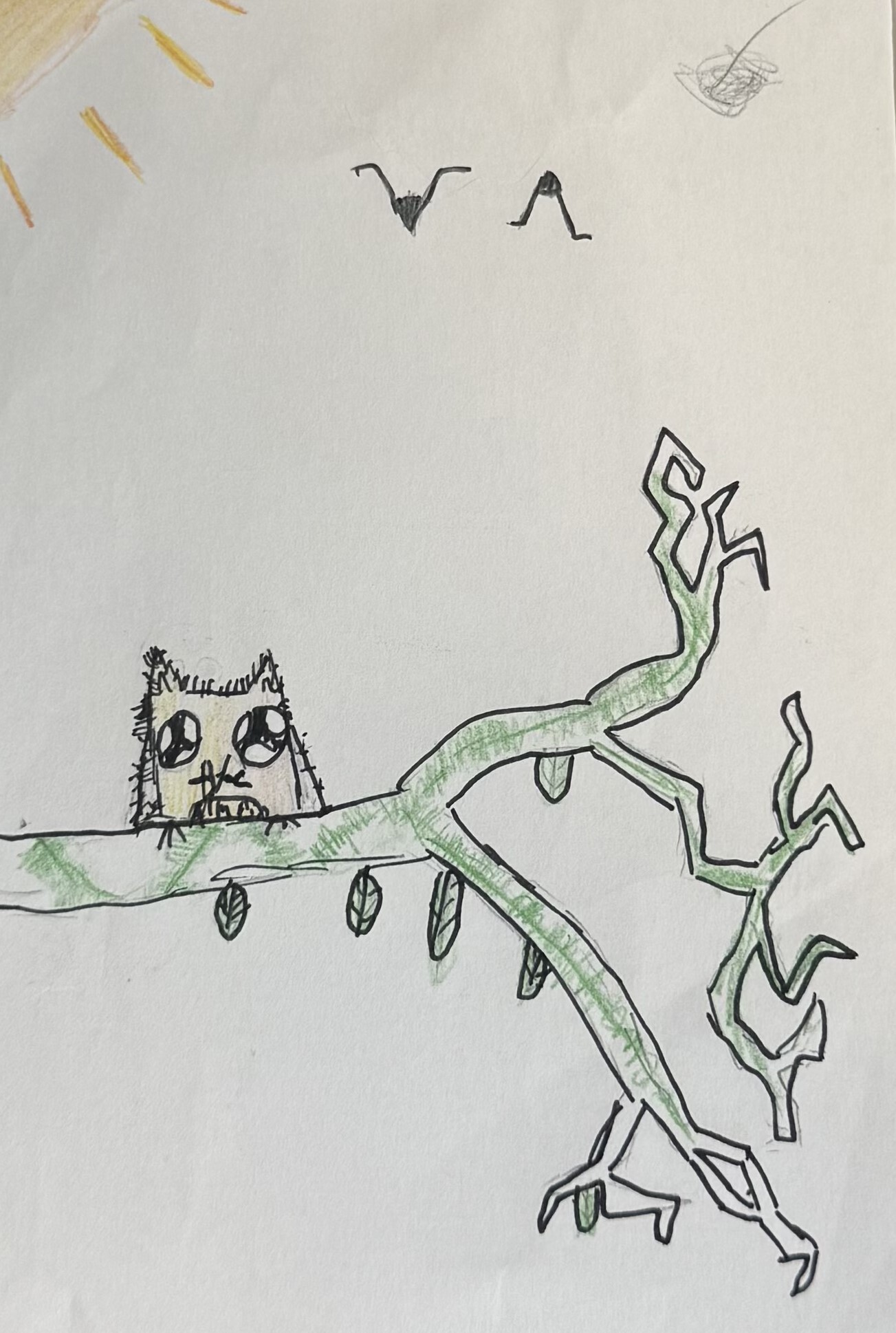 Owls