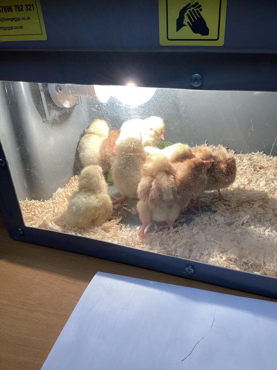 Chicks!