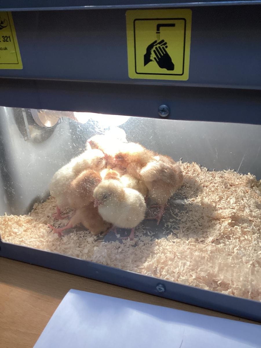 Chicks!