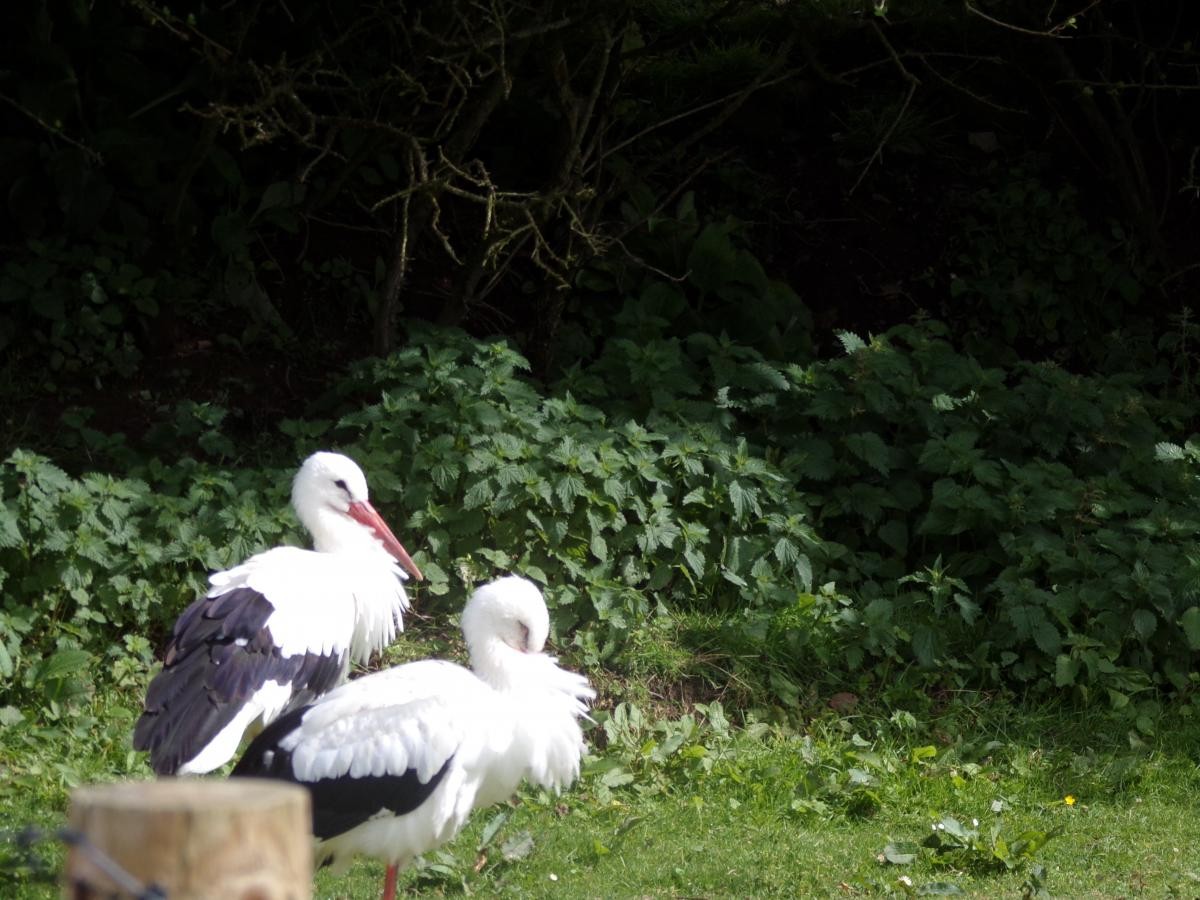 We visited Screech Owl Sanctuary.
