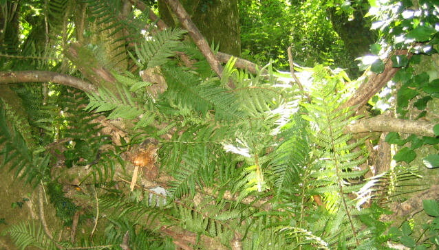 A den made at Wildtribe