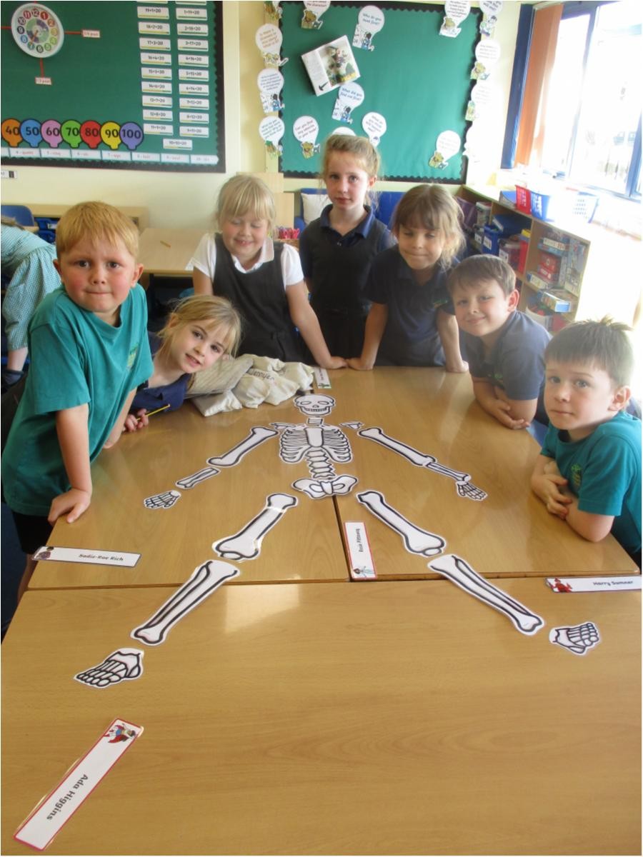 We assembled the parts of a skeleton into a whole.