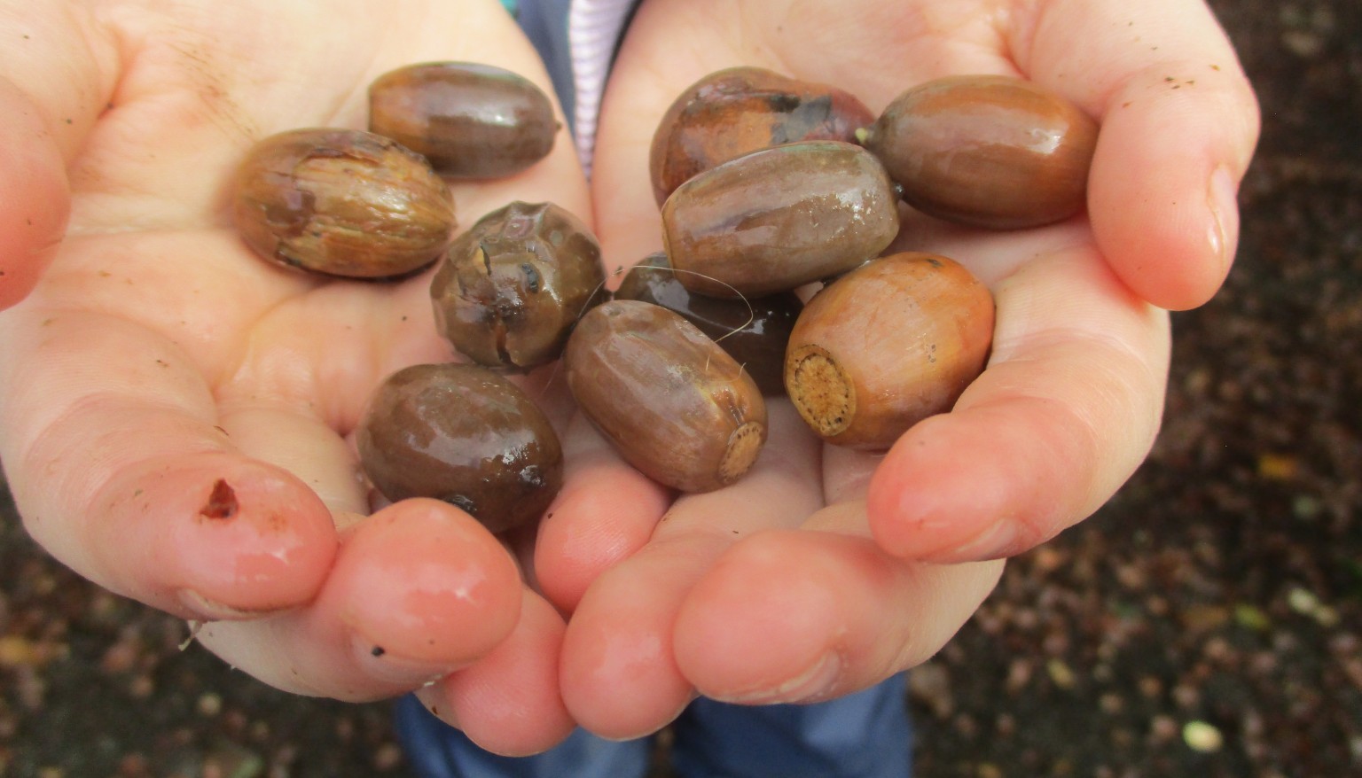 Close up of a child's hands holding pebbles