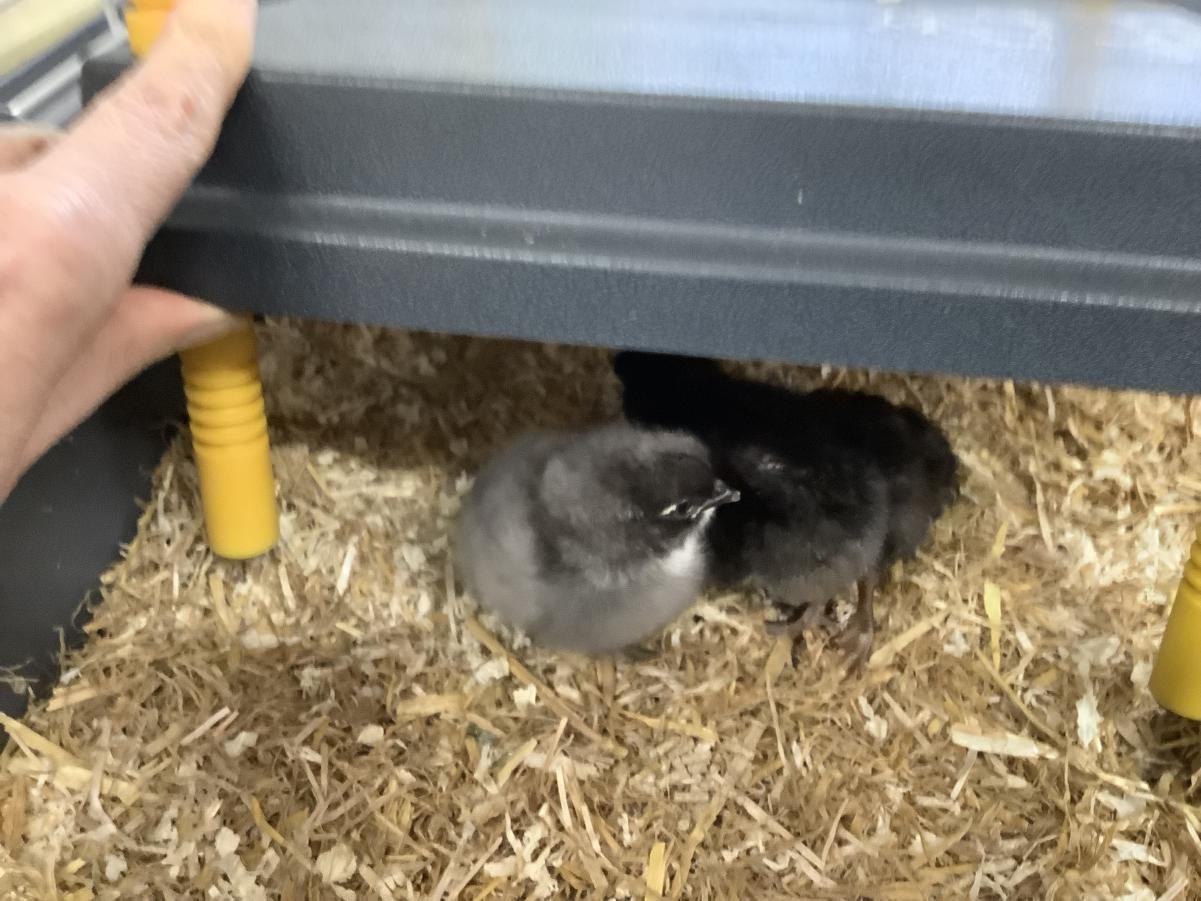 Another chick has arrived! 