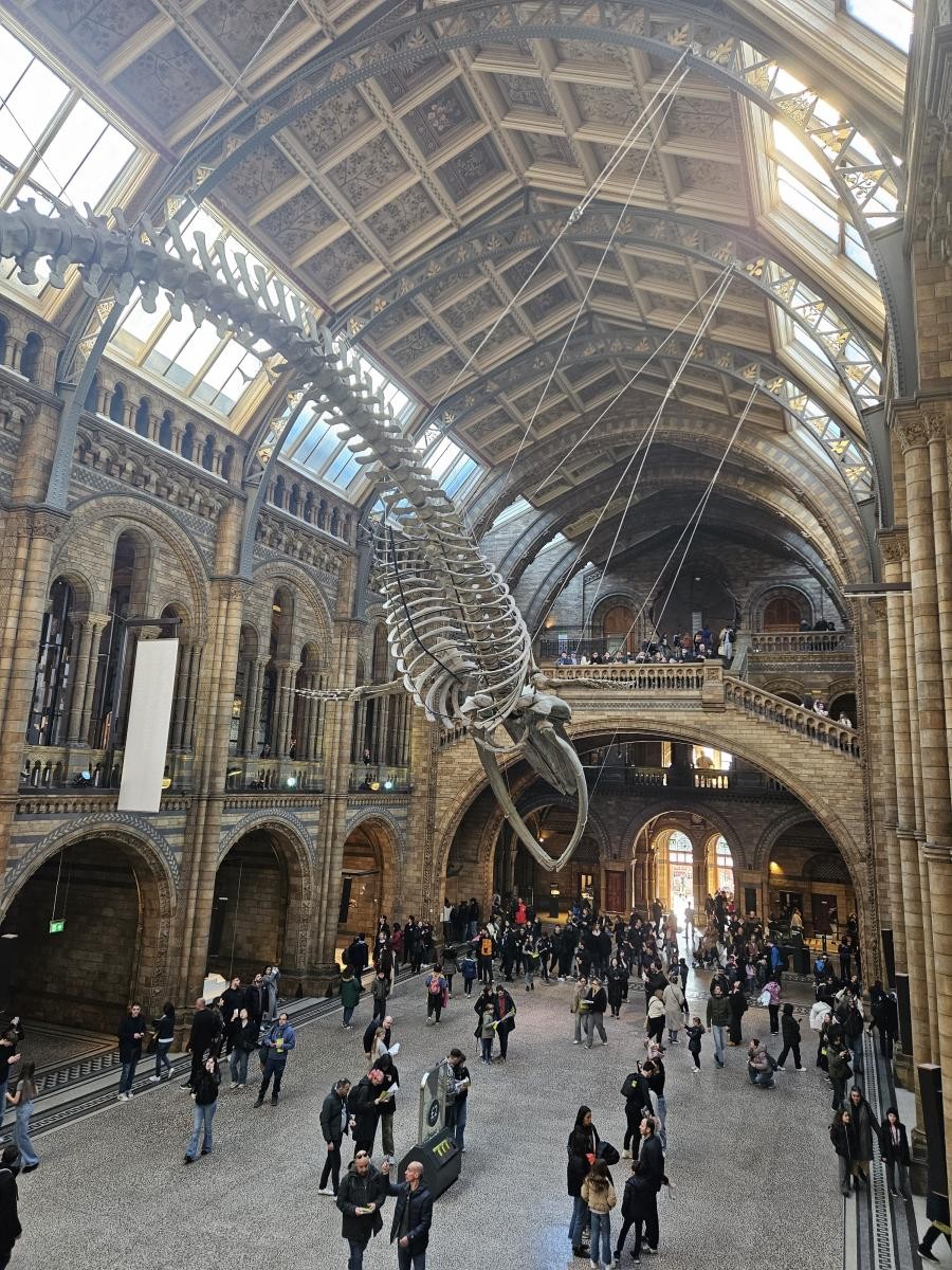 Year 3 Natural History Museum
Whale skeleton 