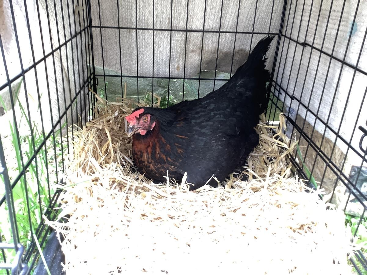 We enjoyed the visit from our teacher's chickens. 