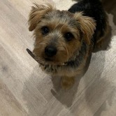  Arlo 