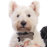  Watson 