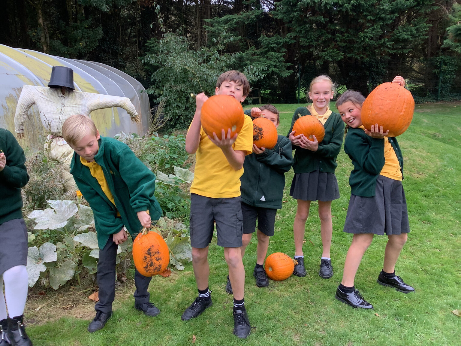 Pumpkins