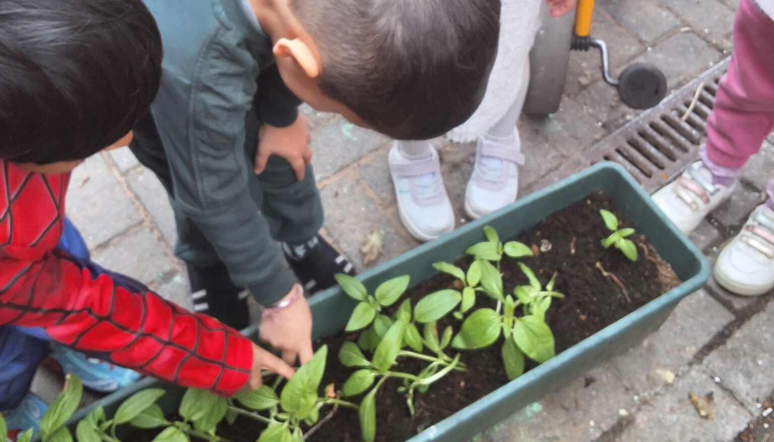 Two young children pointing down into a flower bed at budding sunflowers.
