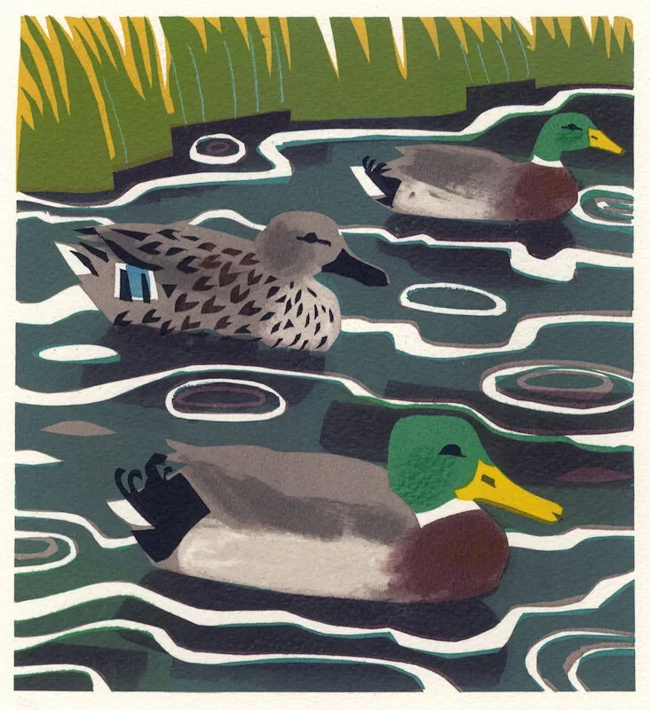 Mallard £295 (£210) Serigraph edition of 8, 30 x 30 cm
