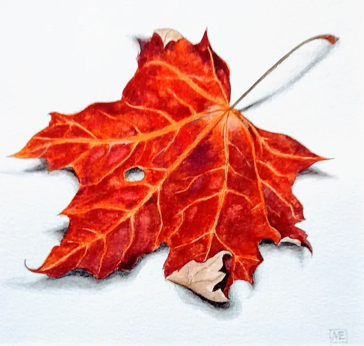 Autumn Leaf III 16 x 16cm Watercolour £70