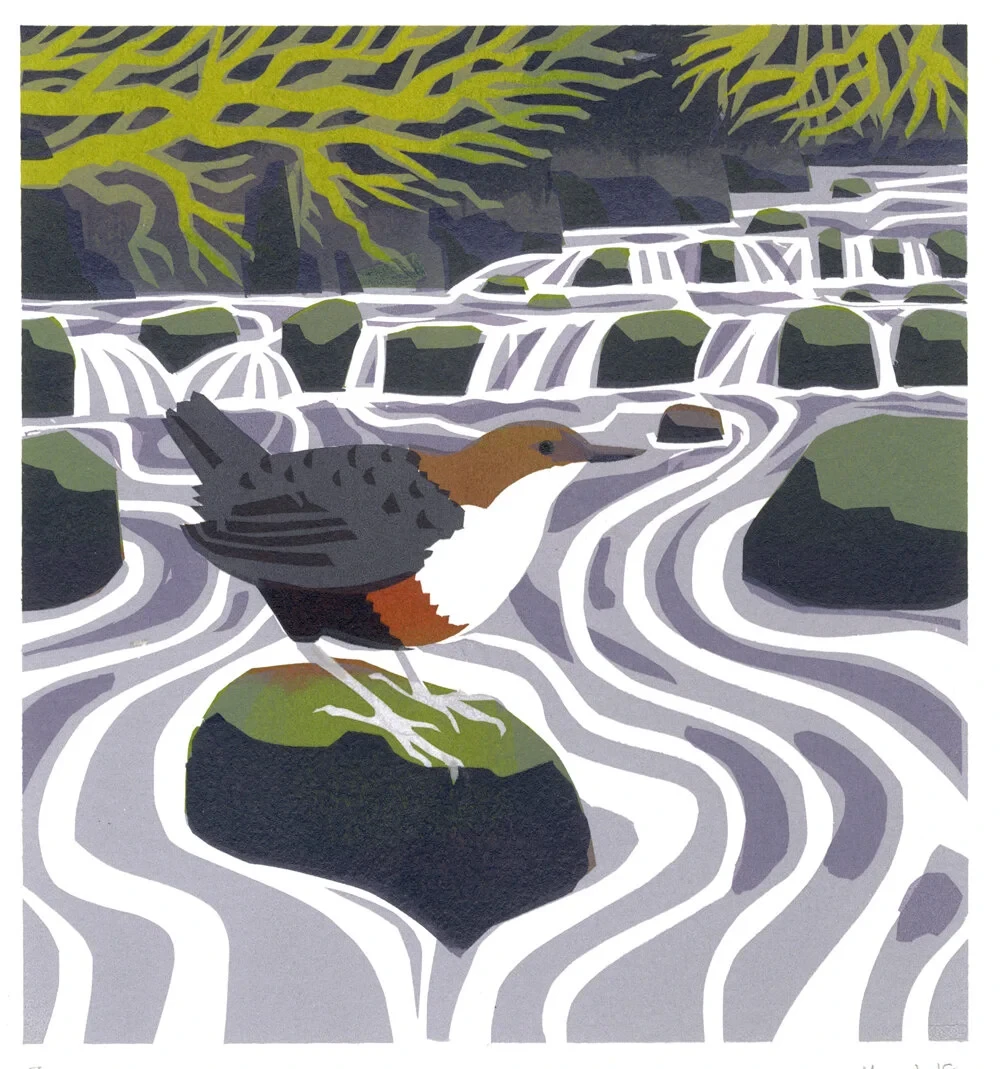 Dipper Framed SOLD Unframed available £210 30 x 30 cm, Serigraph (edition of 8)