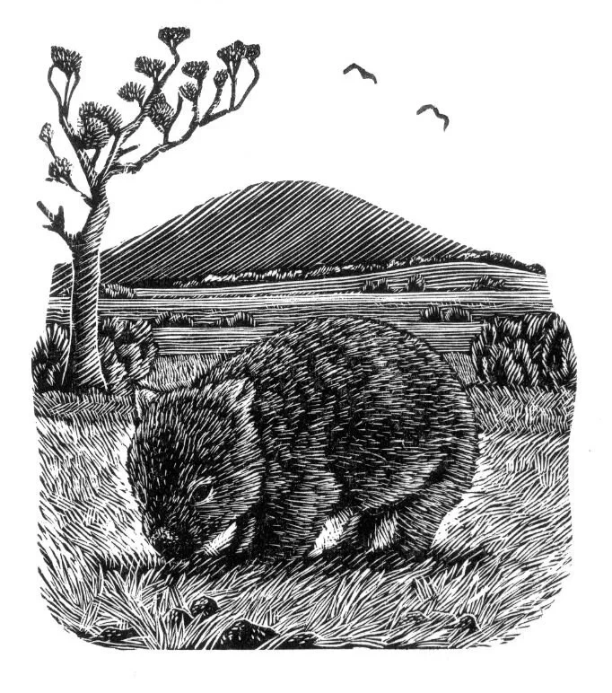 Wandering Wombat 