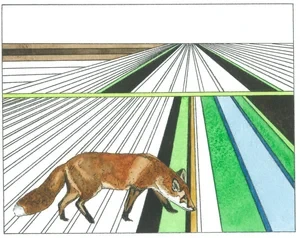 Fen Fox